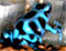 auratus Blue