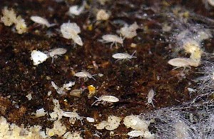 �����ȥӥॷ