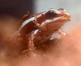 �ߥ�����ɥ�������