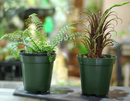 purapotgreensmall01