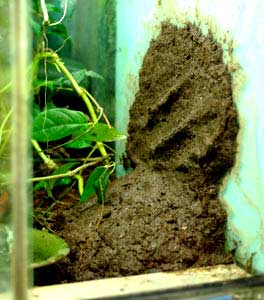 ワイルドスカイ カエルとエキゾティックプランツのパルダリウムなどのビバリウム専門店 極床超造形君をマダラヤドクガエルのビバリウムに盛りつけてみました Livedoor Blog ブログ