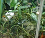 �ӥå�����������