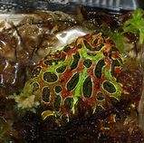 �٥�ĥΥ����룰����������