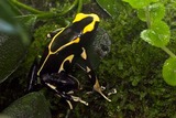 tinctorius Alanis