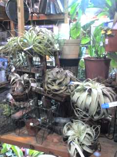 ワイルドスカイ カエルとエキゾティックプランツのパルダリウムなどのビバリウム専門店 チランジア フリーセア 銀葉 クリプタンサスなど入荷しました Livedoor Blog ブログ