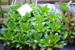 vriesea racinae