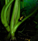 ����Υ��ȥ��ͥ�