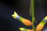 ラシナエの花1