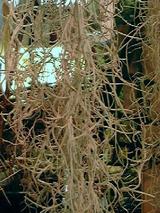 usneoides