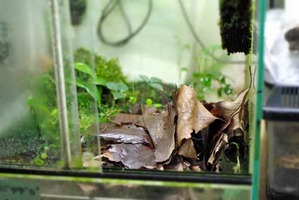 ����դα���Ȥ�fantasticus