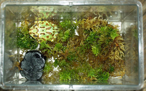 ワイルドスカイ カエルとエキゾティックプランツのパルダリウムなどのビバリウム専門店 カエル飼育 Livedoor Blog ブログ