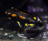 ����ץƥ��Х�