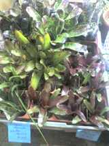 0812bromeria3