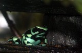 Dendrobates auratus Caribian Green