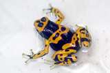leucomelas07