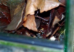 ����դα���Ȥ�fantasticu