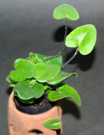 ���̥��ߥ���