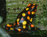 Dendrobates histrionicus