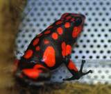 histrionicus 'Bahia Solano'02