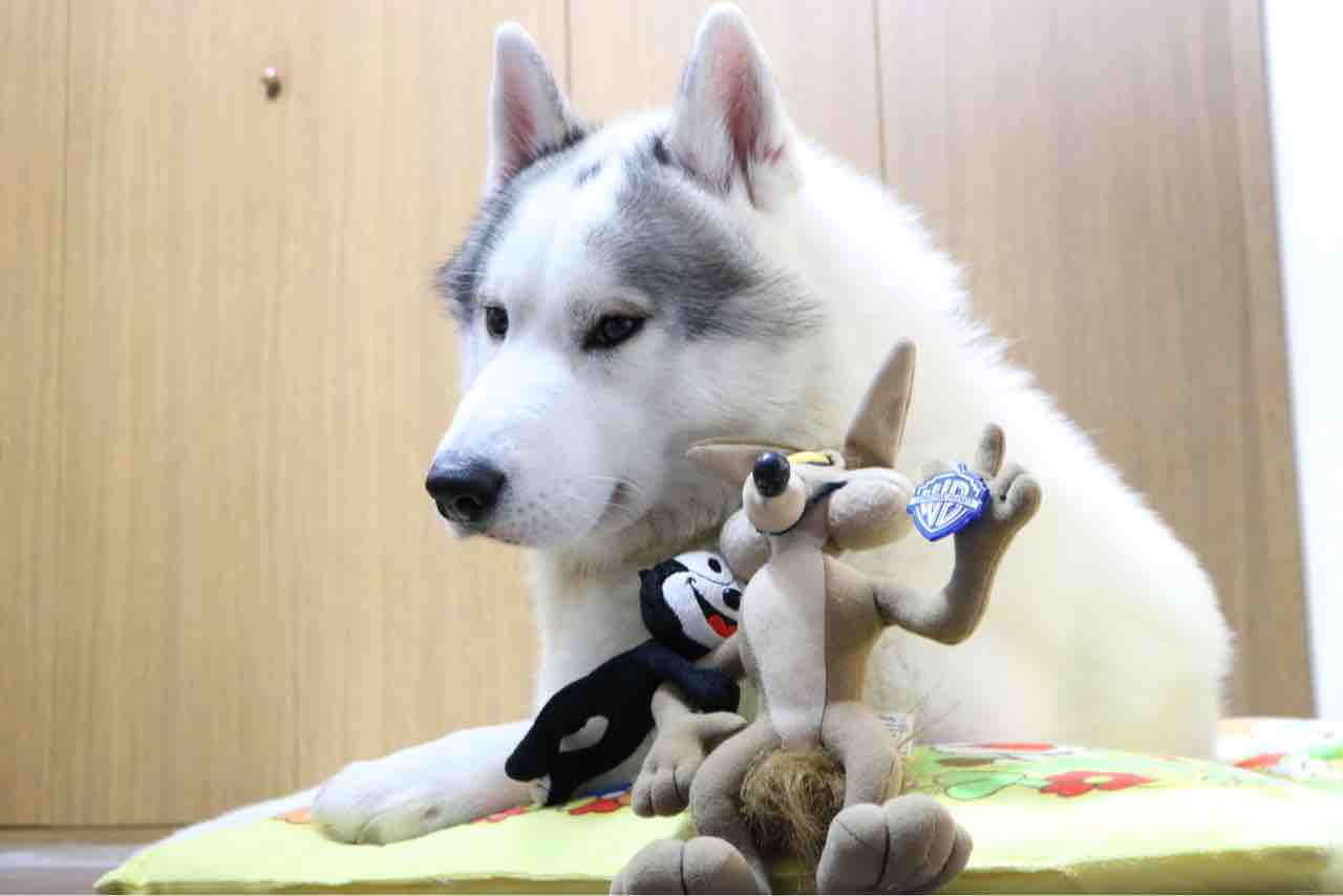 名前の由来 Wile E Dog Felix The Dog