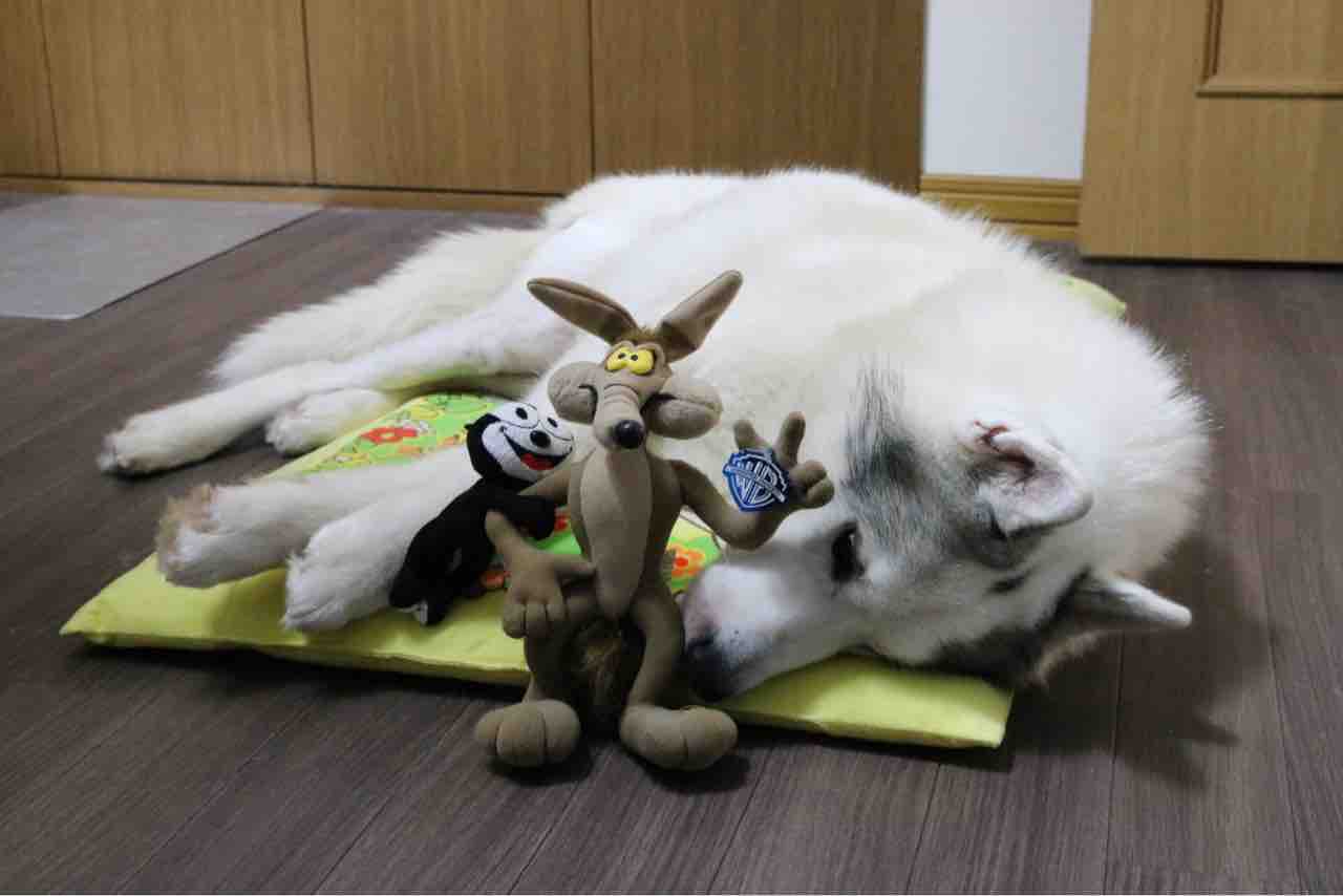 名前の由来 Wile E Dog Felix The Dog 名前の由来 Wile E Dog Felix The Dog