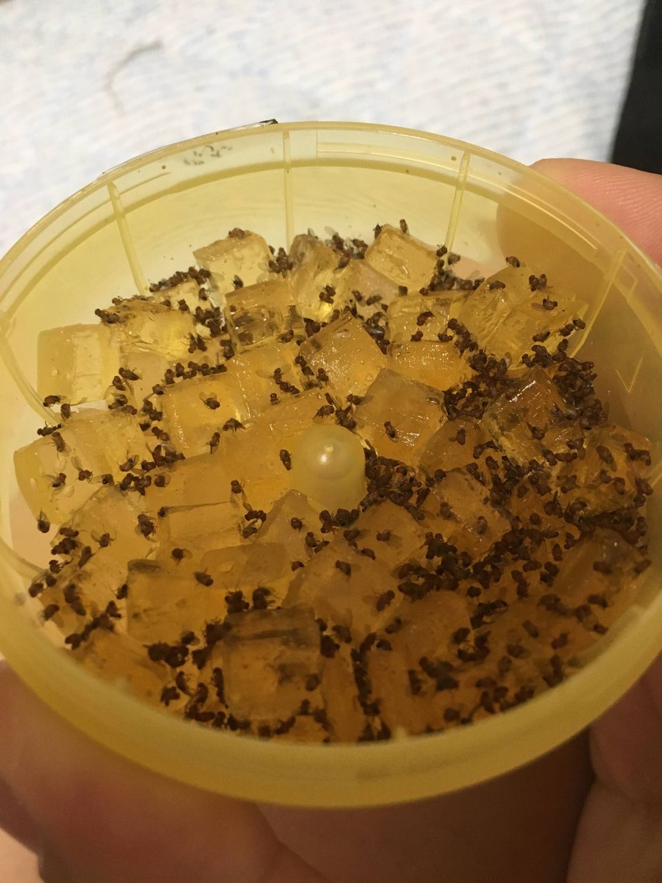 コバエ注意 助けて 毎朝小さいコバエに悩まされてる おうちごはん