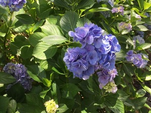 IMG_0203