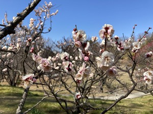 IMG_0362