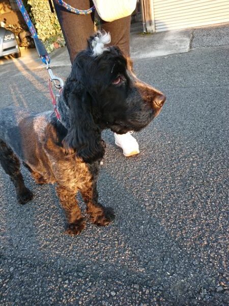 ティムっ子 インギーに会ったよ ウインの日記