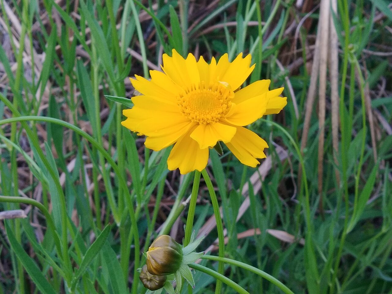 オオキンケイギク 大金鶏菊 Flowers In A Field オオキンケイギク 大金鶏菊 Flowers In A Field