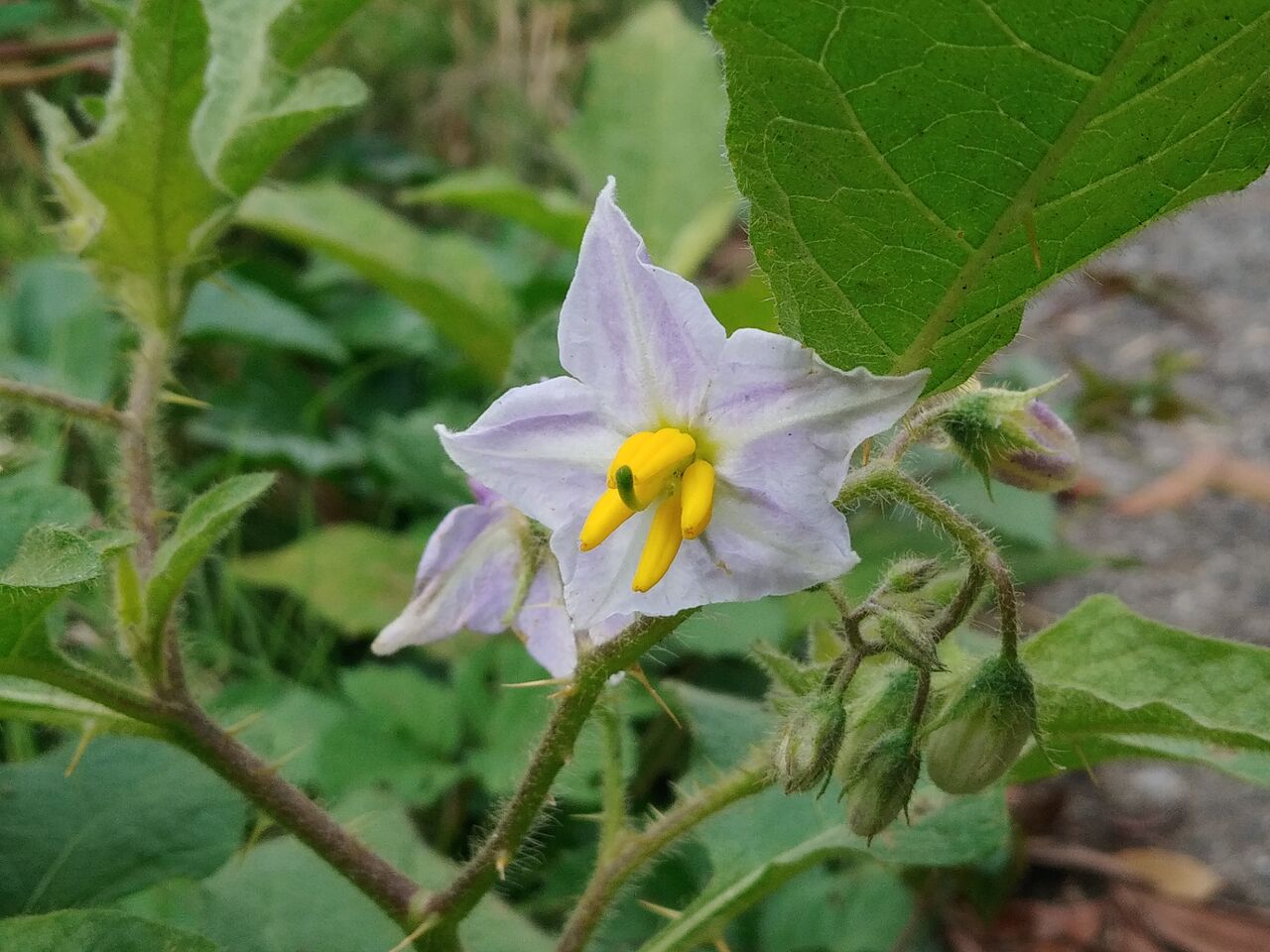 ワルナスビ 悪茄子 Flowers In A Field ワルナスビ 悪茄子 Flowers In A Field