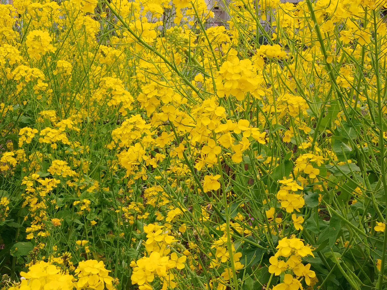 アブラナ科 : FLOWERS IN A FIELD
