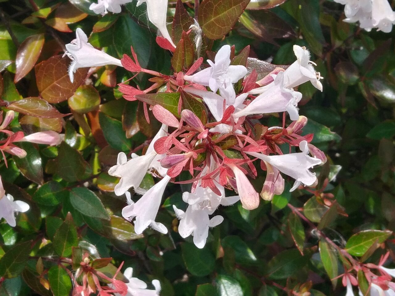 アベリア ハナゾノツクバネウツギ Abelia Flowers In A Field