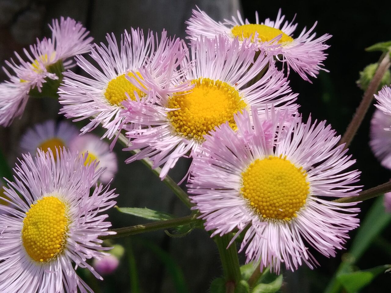 ハルジオン 春紫苑 Flowers In A Field