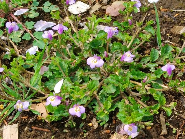 トキワハゼ 常盤黄櫨 Flowers In A Field