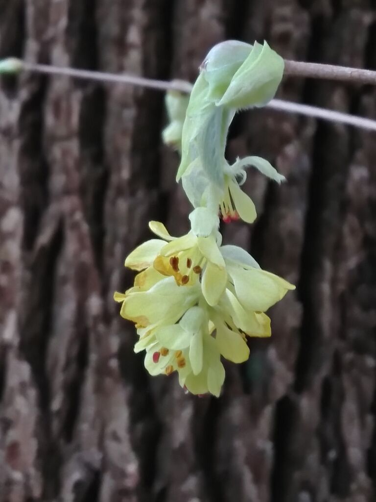 トサミズキ 土佐水木 Flowers In A Field