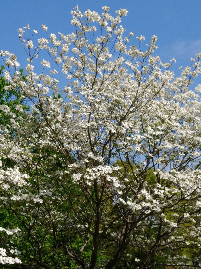 Flowers In A Field