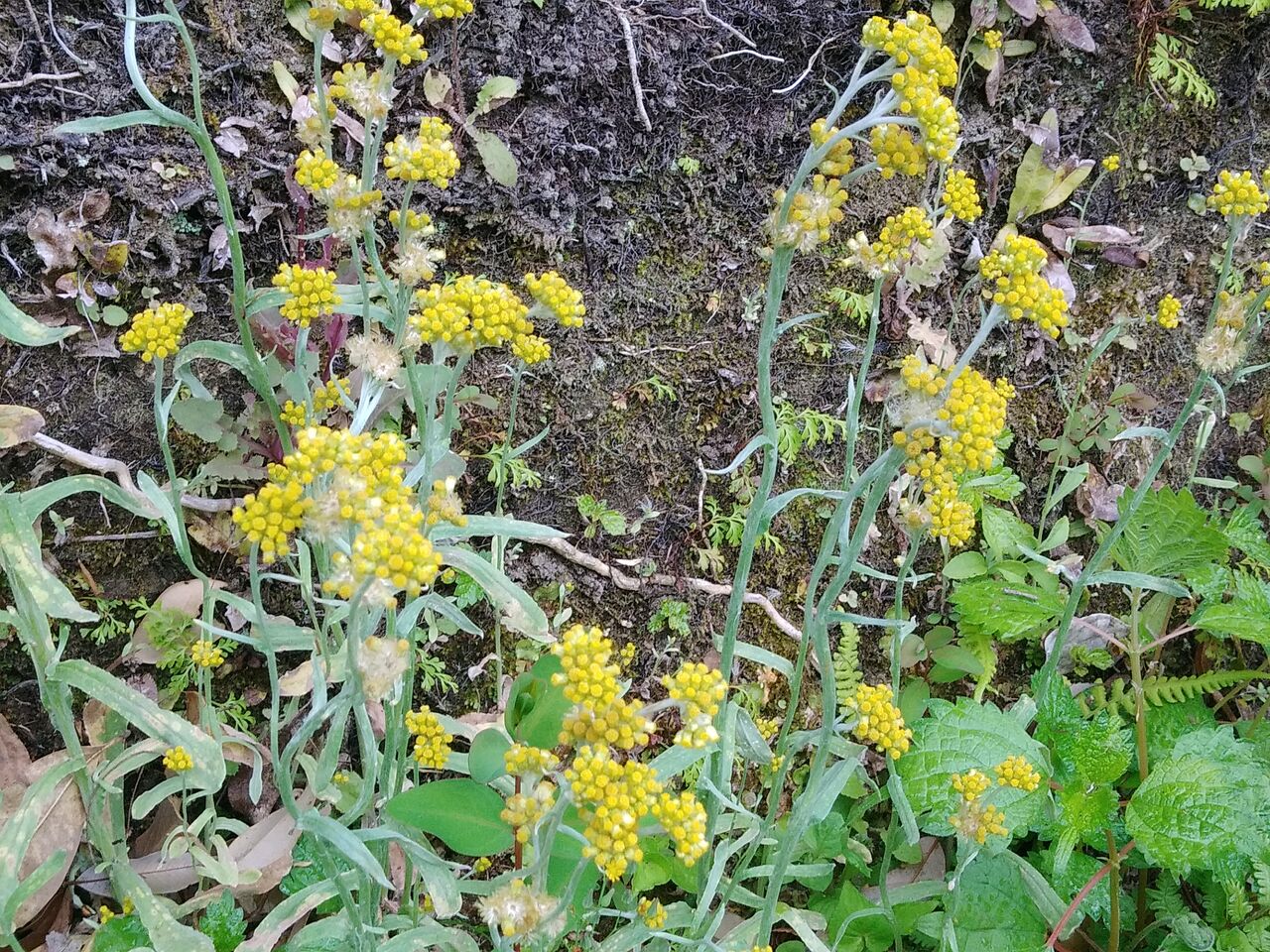 ハハコグサ 母子草 野の花 街の花 樹木