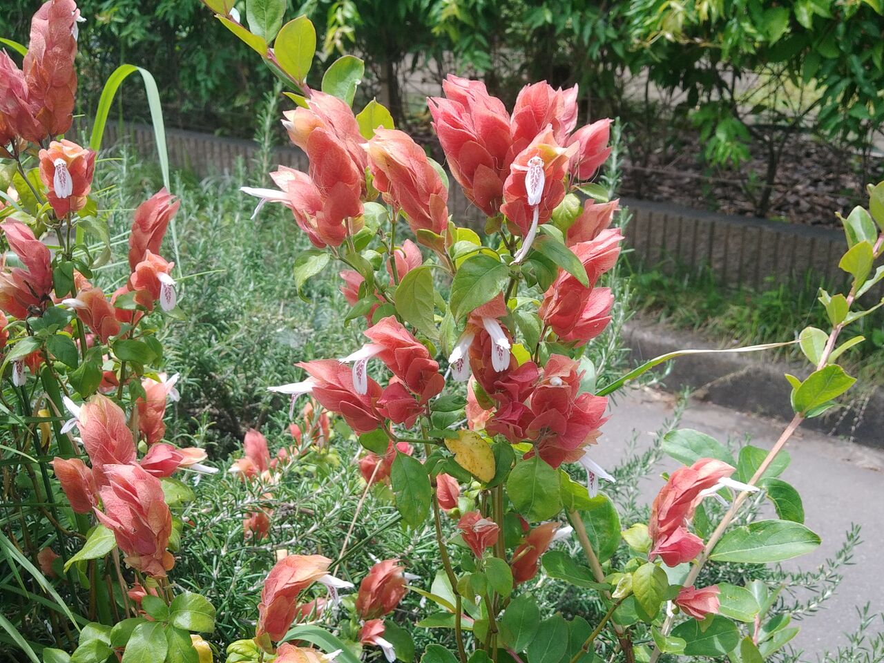 コエビソウ 小海老草 Flowers In A Field