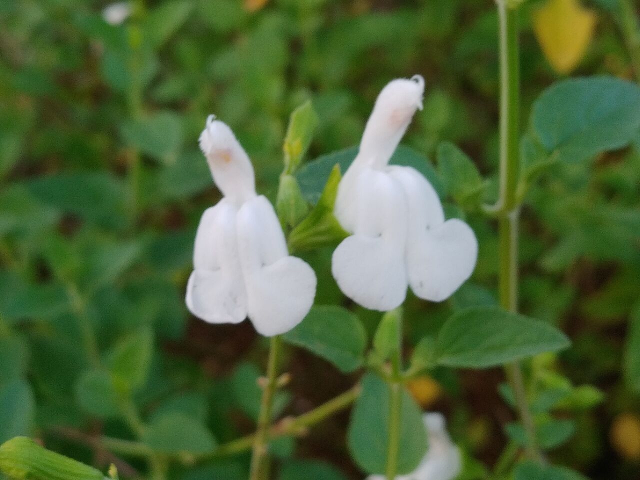 チェリーセージ Cherry Sage Flowers In A Field