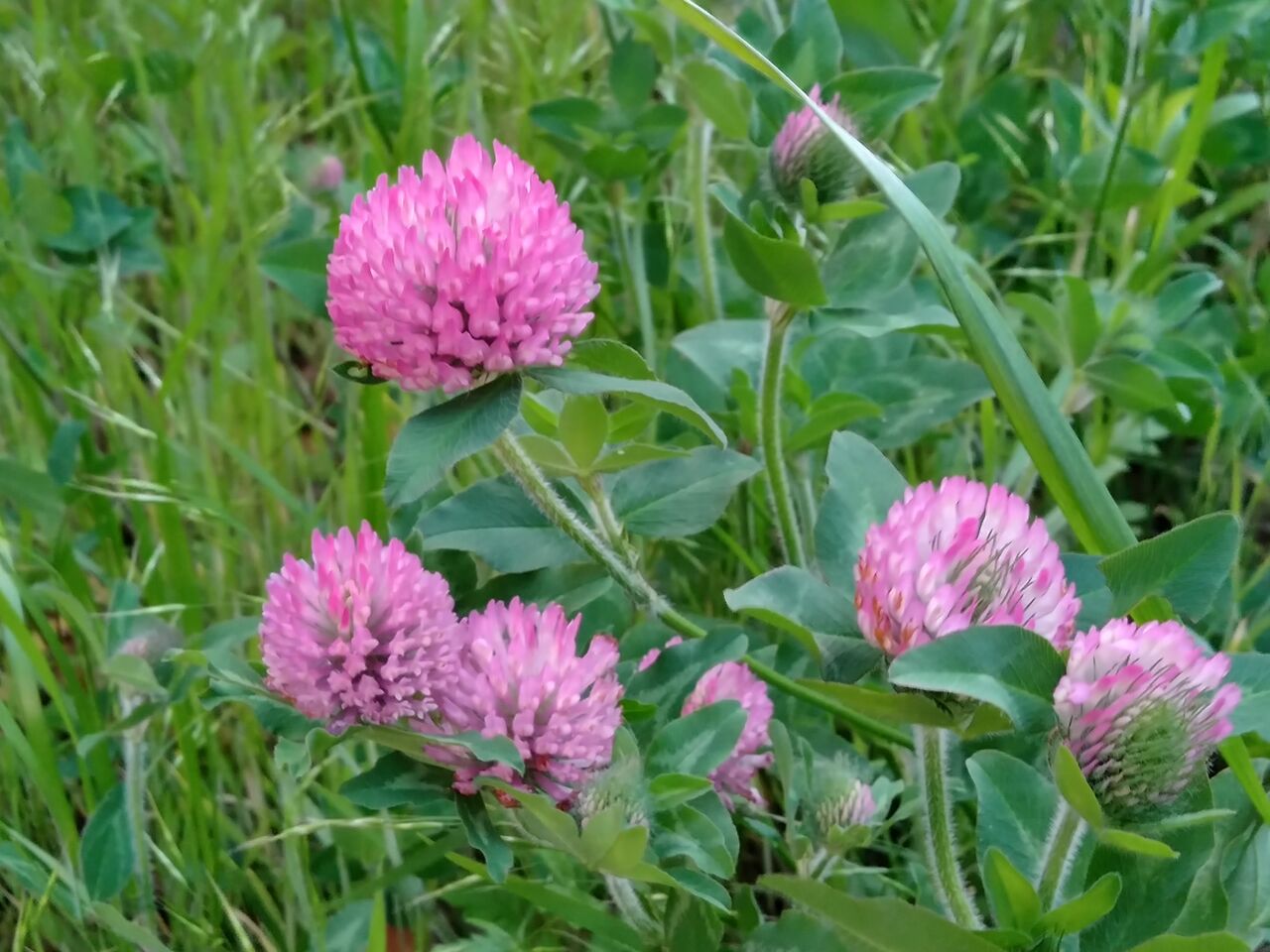 アカツメクサ 赤詰草 Flowers In A Field アカツメクサ 赤詰草 Flowers In A Field