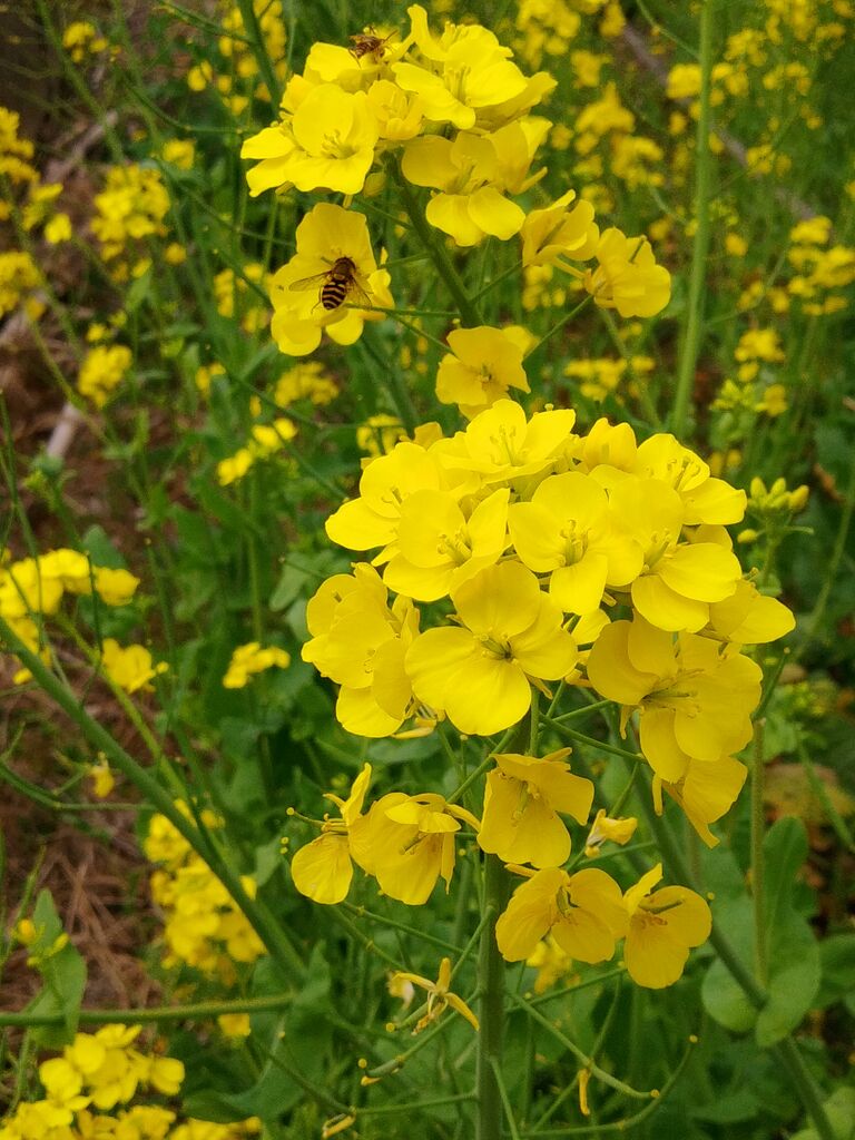 アブラナ科 : FLOWERS IN A FIELD