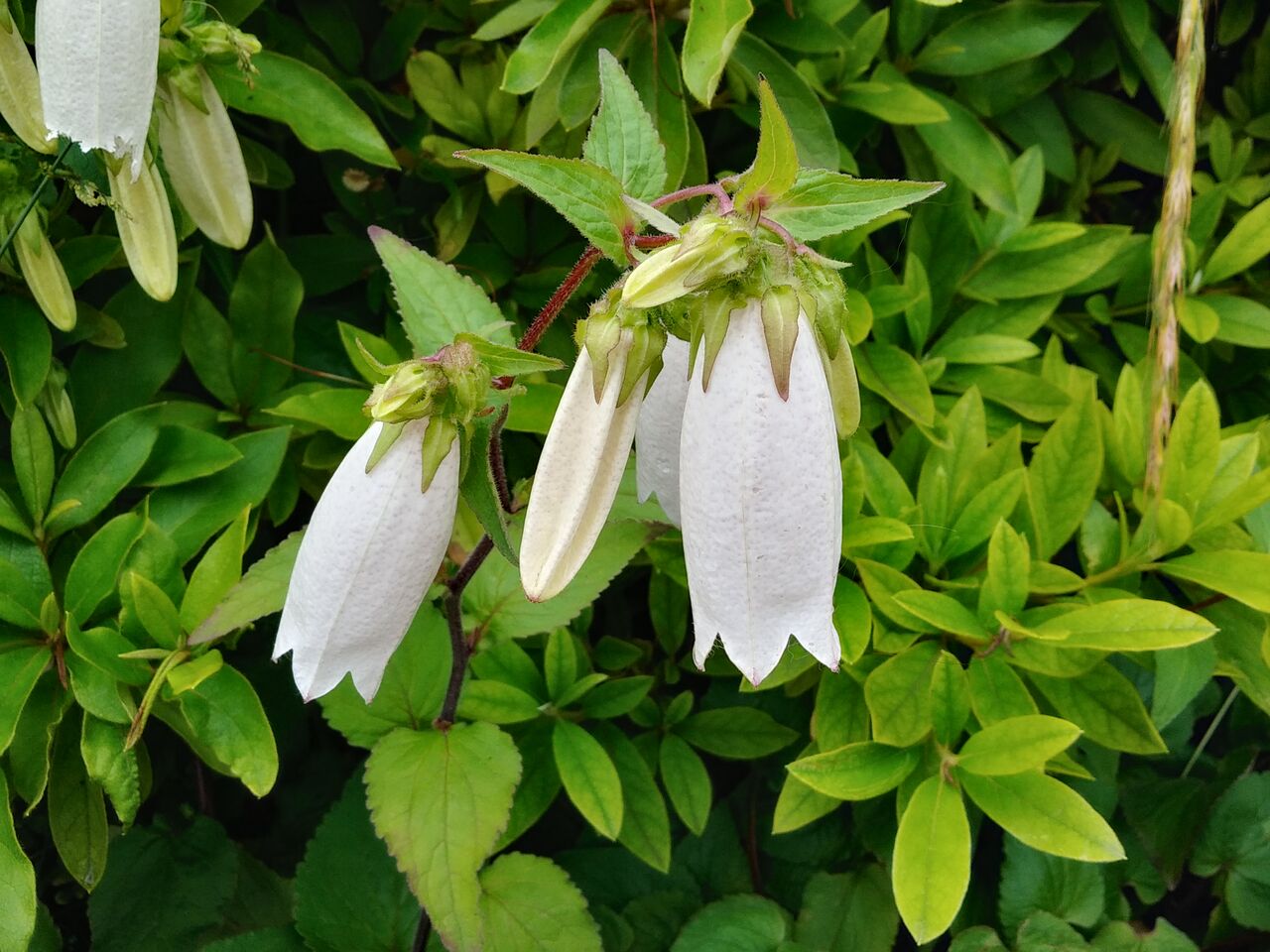 ホタルブクロ ツリガネソウ 蛍袋 Flowers In A Field