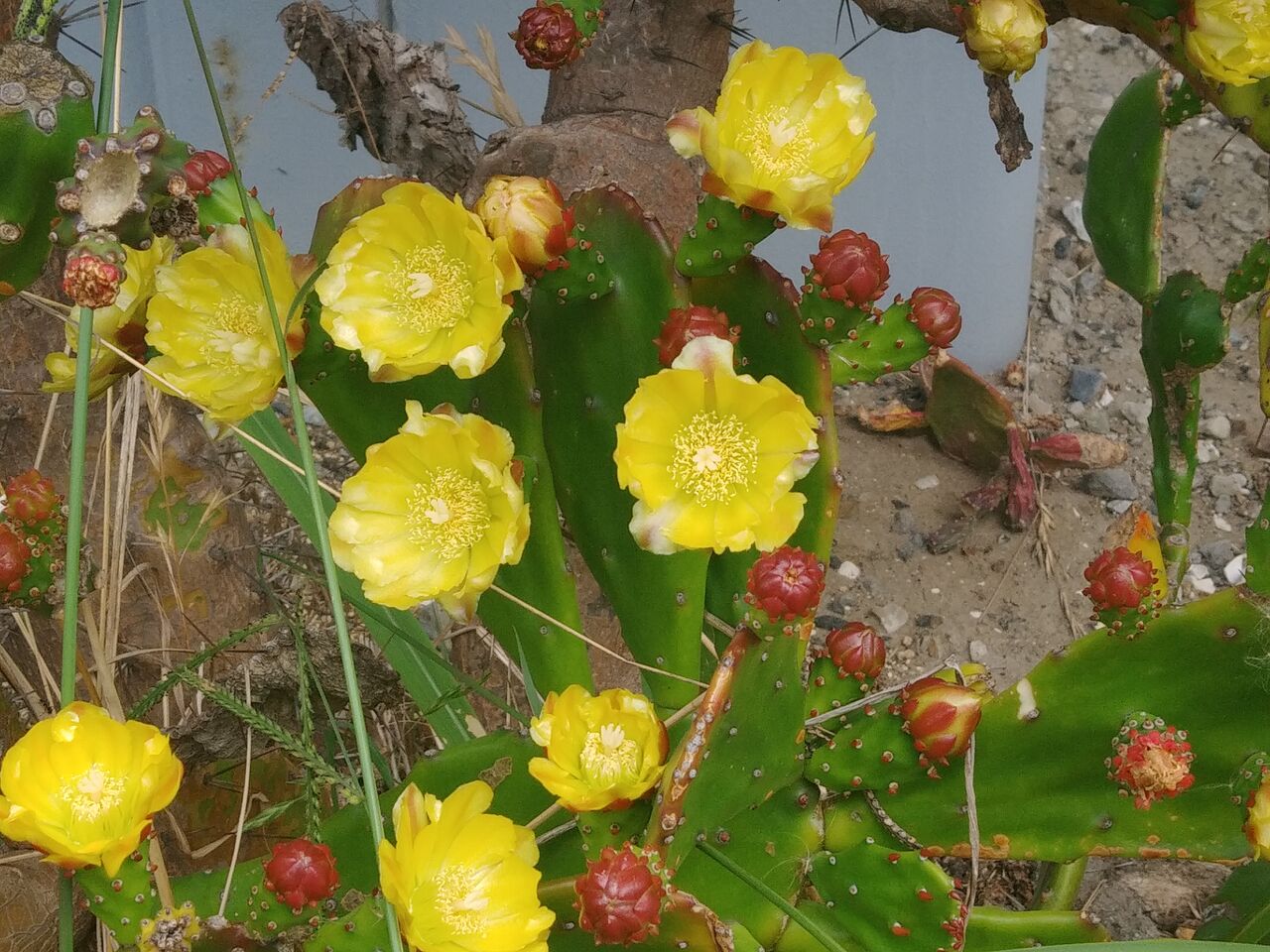 オプンチア ツナ 金武扇 Flowers In A Field
