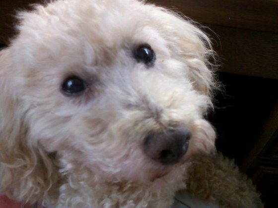 コリー ファルコン スコットのブログ いやいやえんとかね