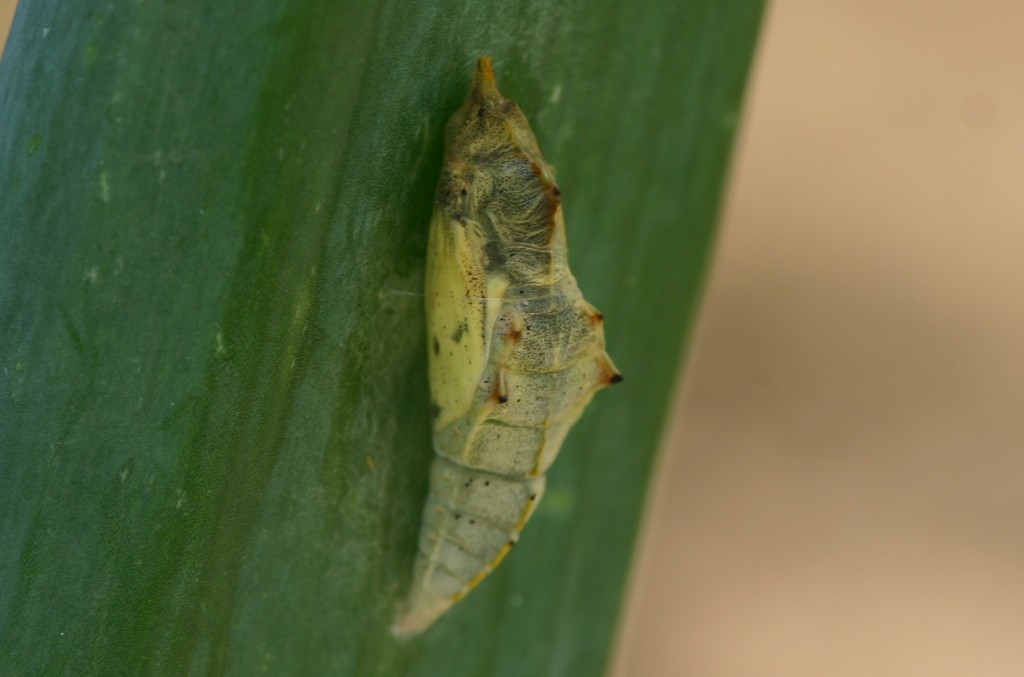 庭でモンシロチョウ生まれる 11 5 15 Wine Days のワイン日記