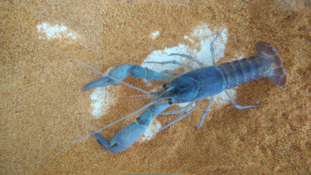 ザリガニが脱皮したがハサミが抜けない 少しずつ変わり続ける日記 40代兼業主婦