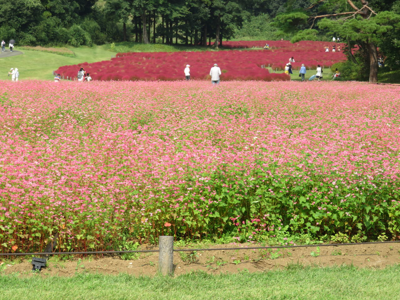 森林公園のコキア ほっしーボックス 森林公園のコキア ほっしーボックス