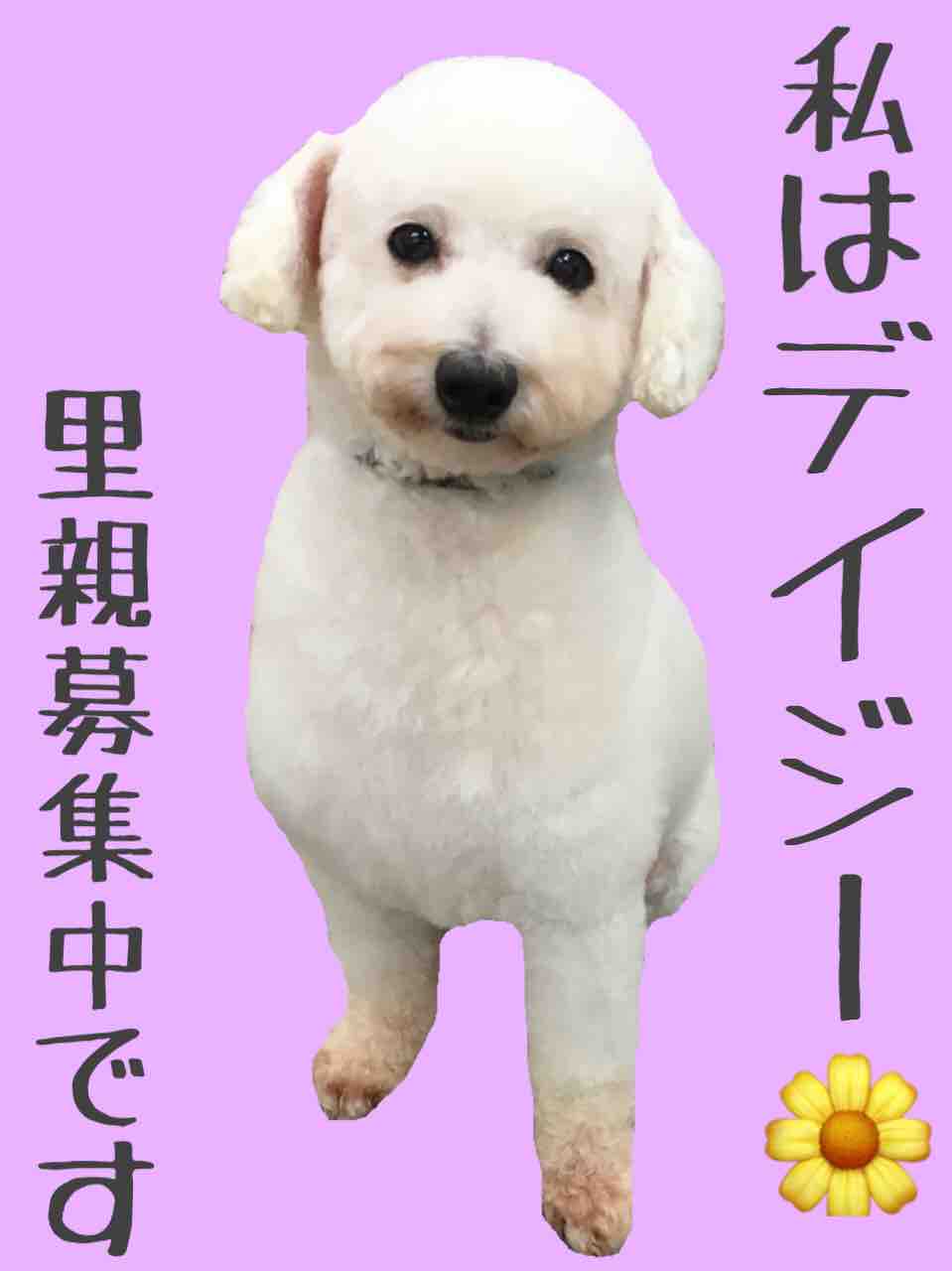 里親募集中 ペットハウスウインク川内店のブログ