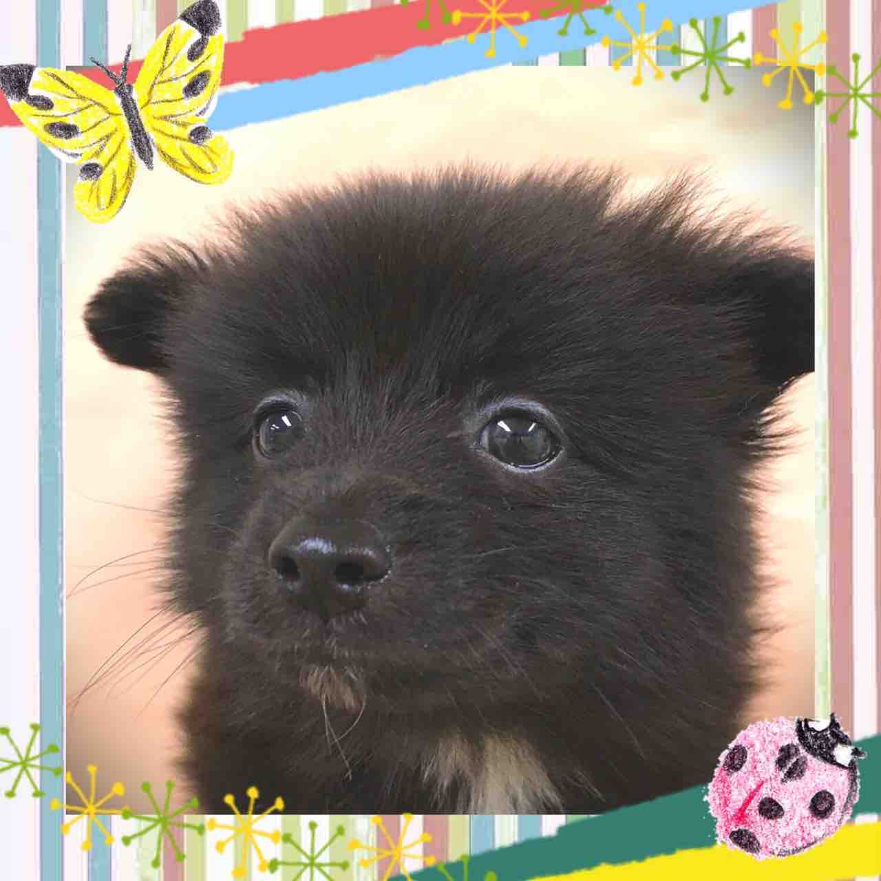 ニューフェイス ペットハウスウインク川内店のブログ